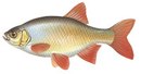 Приречное - иконка «рыбалка» в Тарумовке